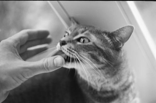 Photo of a cat licking a person's hand